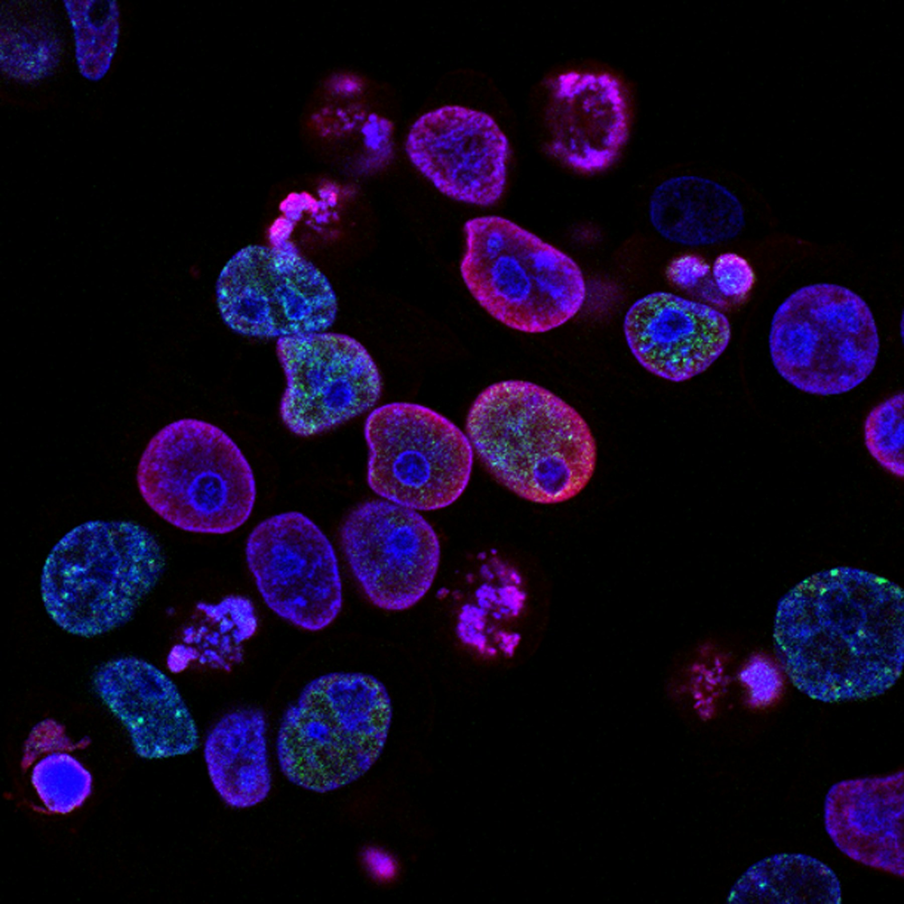Microscopic view of cells used in life sciences research